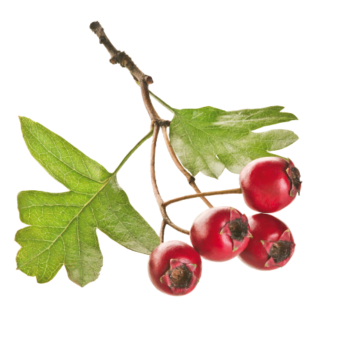 Merlin Politor - Baum und Landschaftspflege